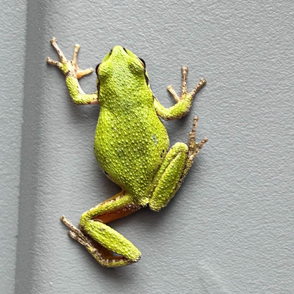 Meet your Posher, Brenda